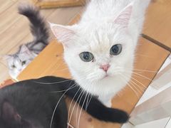 -李小姐の猫咖啡馆(五角场店)