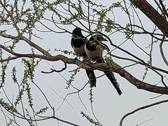 -野鸭湖国家湿地公园