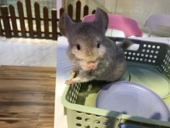 -Moni星球萌宠·小马宝莉·灵蛇·高端高阶全萌宠互动体验俱乐部(红豆国际广场店)