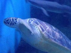 -上海长江河口科技馆