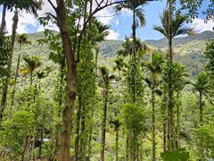 -海南热带雨林国家公园吊罗山景区