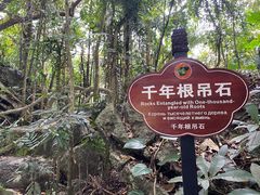 -呀诺达热带雨林