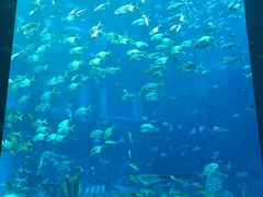 -亚特兰蒂斯•OSSIANO奥西亚诺海底餐厅