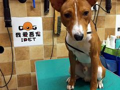 -我爱吾宠宠物美容院(朝阳路店)