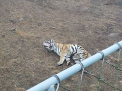 -西霞口神雕山野生动物世界