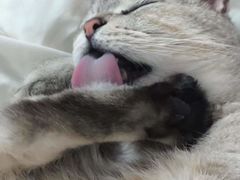 -科道动物医院·急重症中心(万达院)