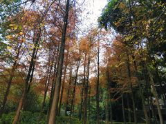 -深圳国际园林花卉博览园