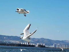 -海埂大坝