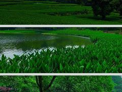 -茅家埠