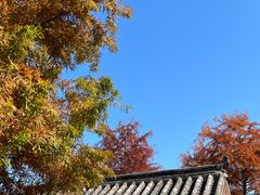 -三垟湿地