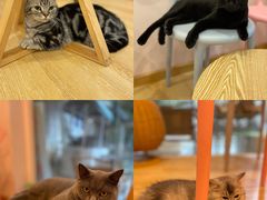 -猫咪派对(江南西店)
