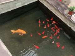 -燕北云山·农家菜·灶台鱼(密云溪翁庄店)