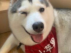 -Husky Go! 哈士奇体验馆·宠物咖啡厅狗咖