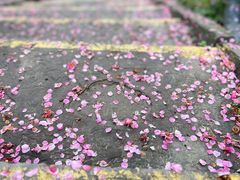 -望江楼公园