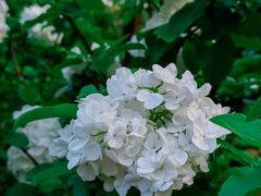 -天鹅湖体育公园