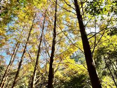 -凤栖山