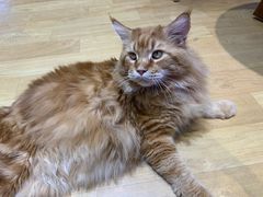 -藏猫猫咖啡主题馆(中央大道店)