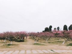 -秀丽东方