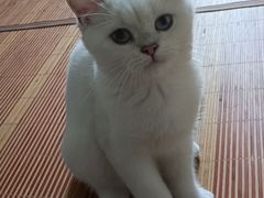 -lincat·猫舍(广州店)
