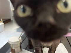 -琪喵猫屋·撸猫猫咖·猫舍