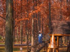 -黄海国家森林公园