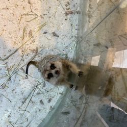 -Moni星球萌宠·小马宝莉·灵蛇·高端高阶全萌宠互动体验俱乐部(红豆国际广场店)