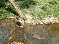 -广东惠东海龟国家级自然保护区