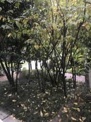 -莲生母婴月子中心(清水河公园店)