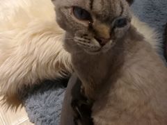 -momokira米努特·德文卷毛猫·棉花面纱犬