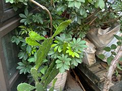 -先机泉水鸡汤(南山老君洞店)