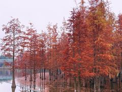 -白鹭湾湿地公园