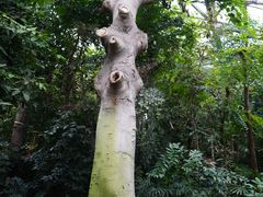 -中国科学院华南植物园