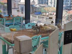 -怪兽屋·羊驼·猫咖·狗咖(俊华广场店)