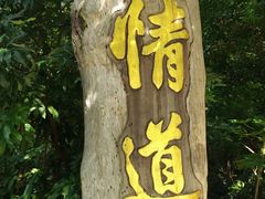 -海南霸王岭国家森林公园