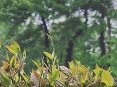 -野蔓果·山野菜(西湖景区·龙井茶田店)