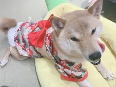 -逗柴咖啡屋·狗咖猫咖宠物桌游