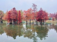-贡湖湾湿地公园