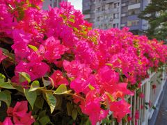 -广州市第一人民医院(院本部)