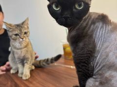 -楼上猫咖(罗湖店)