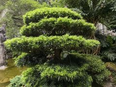 -南山植物园