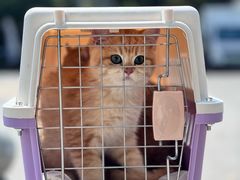 -芭比堂宠物医院·全科爱猫医院·仁德分院