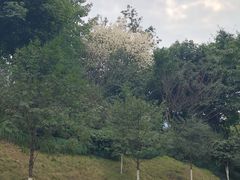 -百林公园-两江幸福广场