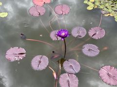 -国家植物园南园