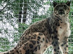 -青藏高原野生动物园