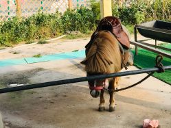 -萌宠亲子动物乐园(槐房万达店)