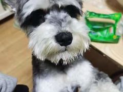 -BABIT巴比特宠物(MOMOPARK店)