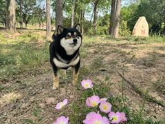 -pd派德宠物中心医院24H急重症·眼科中心·血液透析中心(嵩山北路店)