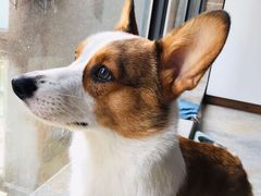 -Pets First伊珊娜洗护·精致美容·家庭式寄养(新会路店)