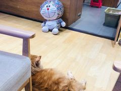 -藏猫猫咖啡主题馆(中央大道店)