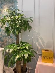 -伊丽汇